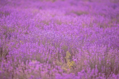 Sunset over a violet lavender field in Provence,Hokkaidoの写真素材