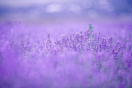 Sunset over a violet lavender field in Provence,Hokkaido