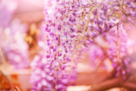 beautiful purple  spring flowers hanging on treesの写真素材