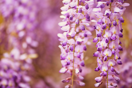 beautiful purple  spring flowers hanging on treesの写真素材