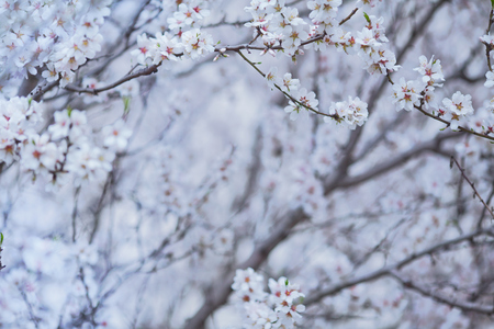 Delicate flowers on peach trees. Spring photoの写真素材