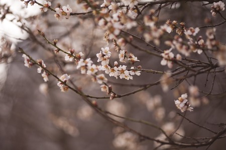 Spring Blossom backgroundの写真素材