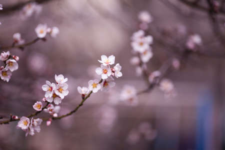 beautiful spring flowers .flowering sakura gardens in spring
