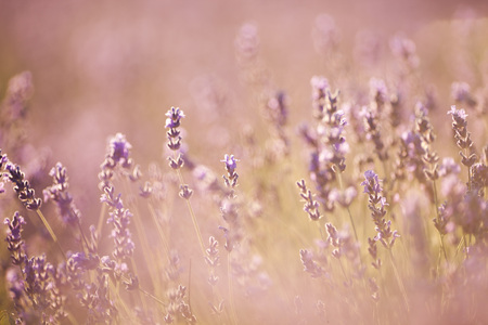 beautiful lavender field at sunsetの写真素材