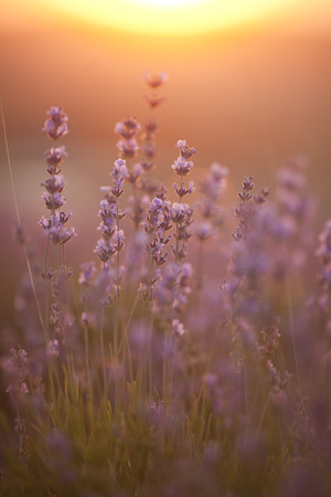 beautiful lavender field at sunsetの写真素材