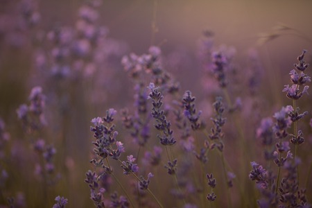beautiful lavender field at sunsetの写真素材