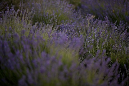 Sunset over a violet lavender field in Provenceの写真素材