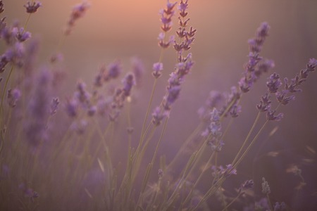 Sunset over a violet lavender field in Provenceの写真素材