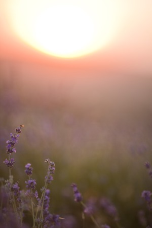 Sunset over a violet lavender field in Provenceの写真素材