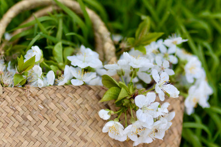 Basket with cherry blossom flowers on green grass in the gardenの写真素材
