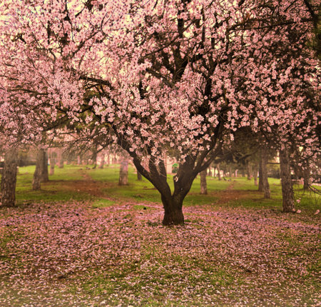 cherry blossom in the park in spring, vintage tonedの写真素材