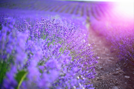 Lavender field in Provence, France. Lavender flowers at sunset.の写真素材