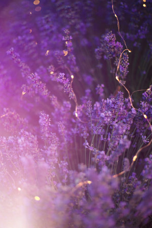 Beautiful lavender flowers close-up. Lavender field at sunsetの写真素材