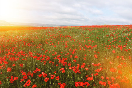 Beautiful field of red poppies in the sunset light. Russia, Crimeaの写真素材