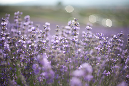 Provence, Lavender field at sunset, Valensole Plateauの写真素材