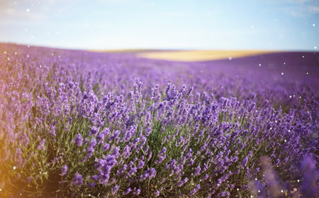 Provence, Lavender field at sunset, Valensole Plateauの写真素材