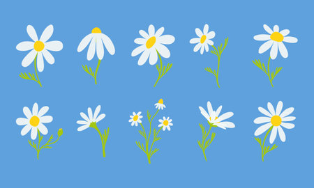 Set of hand drawn daisies. Different sizes and types of chamomile. Vector isolated on blue background illustrationのイラスト素材