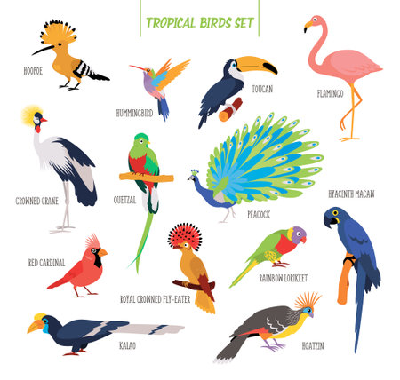 Vector set of cartoon tropical birds isolated on white background. Birds stickers. Flat illustration.のイラスト素材