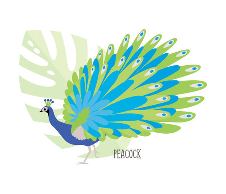 Vector set of cartoon tropical birds isolated on white background. Birds stickers. Flat illustration.のイラスト素材