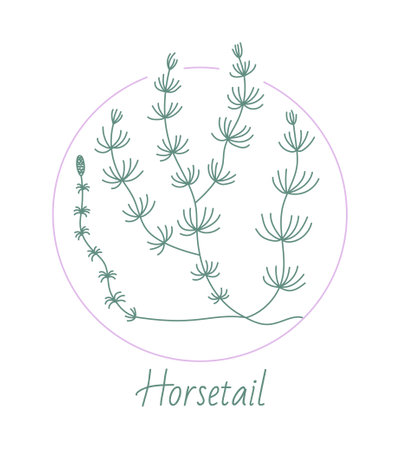 Horsetail, medical herb in a frame, linear styleのイラスト素材