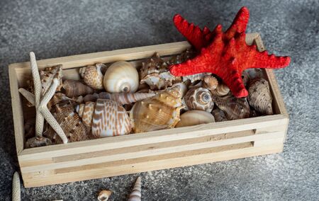 summer marine concept with shells  and sea stars on grey stone background with copy spaceの写真素材