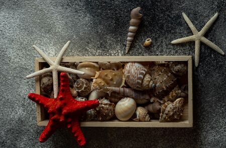 summer marine concept with shells  and sea stars on grey stone background with copy space