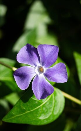 Beautiful blue flowers in a summertime gardenの写真素材