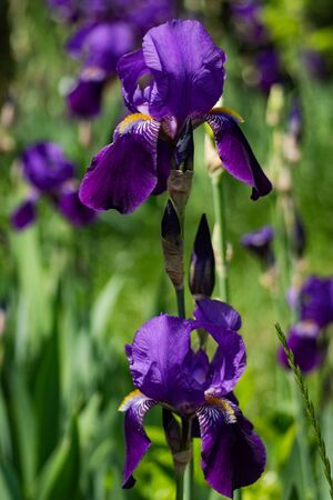 Close up of Iris flower in the summer time gardenの写真素材