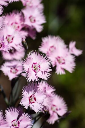 Wild carnation flowers in a mountain meadowの写真素材