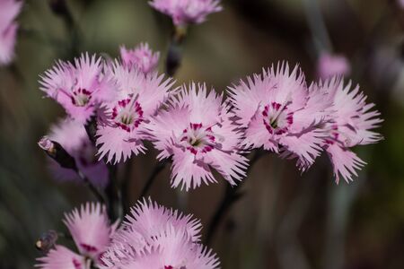 Wild carnation flowers in a mountain meadowの写真素材