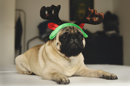 Pug dog with Christmas horns on the bedの写真素材