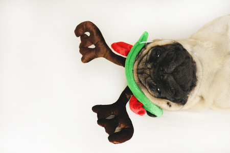 Cute pug in Christmas hornsの写真素材