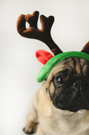 Pug portrait in Christmas costumeの写真素材