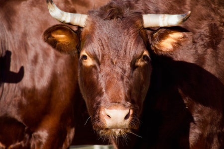 A frontal close-up shot of a strong domestic bull with small horns and dark brown fur. The animal is...