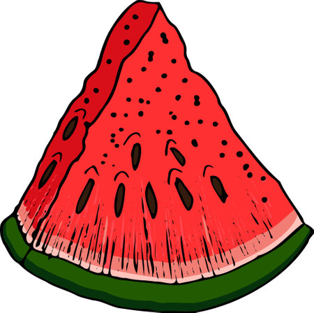Watermelon hand drawn vector drawing. Isolated hand drawn berry on white background. Summer fruit engraved style illustration. Detailed vegetarian food. Great for label, poster, printのイラスト素材