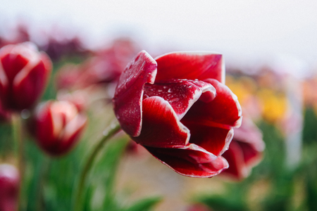 Spring blooming tulip field in Netherlands in spring after rain. Flowers tulips, the symbol of the Netherlands. Colorful tulips. Spring in Netherandsの写真素材