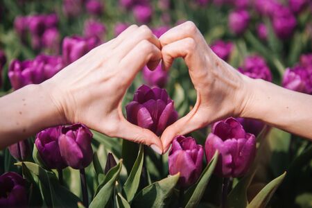 Magical Netherlands landscape. Girl making heart shape with hand on background colorful bright tulips flowers. Famous tourist attraction in Holland on springtime. Spring concept. Soft focusの写真素材