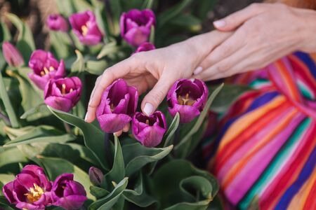 Magical Netherlands flowers landscape. Girl gently touch colorful purple tulips flowers in beautiful flower tulip fields. Famous tourist attraction in Holland on springtime. Spring concept. Soft focusの写真素材