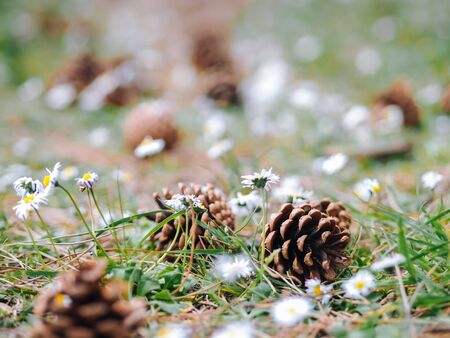 Several Pine or fur cones fallen on the ground in the woods with daisy flowers in a summer day. Clearing in the forest with Forest gifts - chamomile and cones. Summer decoration nature background.の写真素材