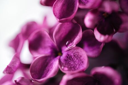 Lilac flower close up on white background. Macro lilac branch in light water or milk. Bushes Flowers in High-key. Purple spring blossom of syringa. Beautiful bouquet of spring lilac. Soft focus.の写真素材
