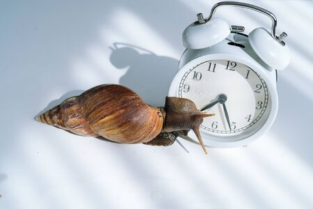 White achatina snail with dark shell crawling near white alarm clock on white background with shadow. Clock and giant african snail Achatina fulica on table. Deadline and slow current timeconcept の写真素材