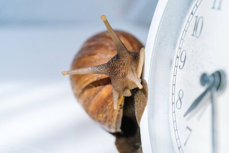 White achatina snail with dark shell crawling near white alarm clock on white background with...