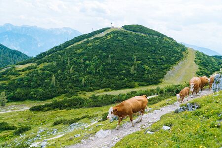 Cow and calf spends the summer months on an alpine meadow in Alps. Austrian cows on green hills in Alps. Alpine landscape in cloudy Sunny day. Cow standing on road through Alps. Many cows on pasture.の写真素材