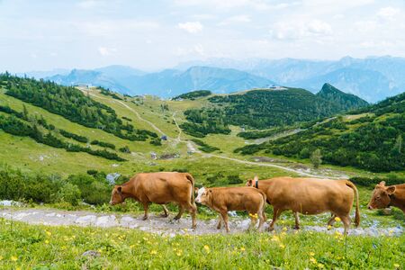 Cow and calf spends the summer months on an alpine meadow in Alps. Austrian cows on green hills in Alps. Alpine landscape in cloudy Sunny day. Cow standing on road through Alps. Many cows on pasture.の写真素材