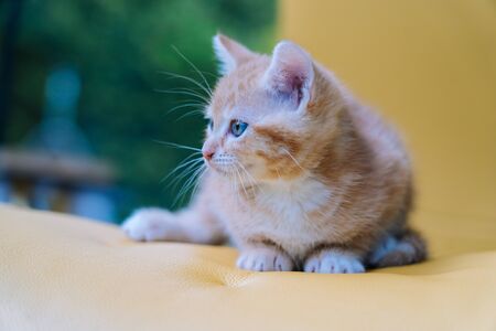 Cute little red cat sitting on yellow chair near window on background. Young cute little red kitty. Long haired ginger kitten play at home. Cute funny home pets. Domestic animal and Young kittensの写真素材