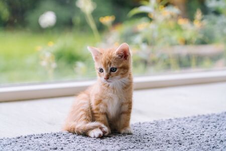 Cute little red cat stay on wooden floor with window on background. Young cute little red kitty. Long haired ginger kitten play at home. Cute funny home pets. Domestic animal and Young kittens.の写真素材
