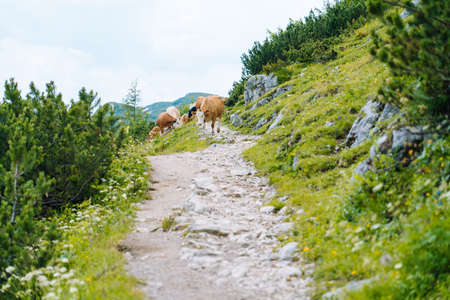 Cow and calf spends the summer months on an alpine meadow in Alps. Many cows on pasture. Austrian cows on green hills in Alps. Alpine landscape in cloudy Sunny day. Cow standing on road through Alpsの写真素材