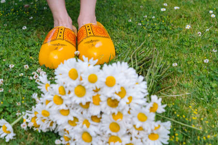 Bouquet beautiful white daisies in summer garden. Chamomiles in green grass. Women wearing in white dress and traditional dutch wooden shoes - yellow clogs klompen on background bouquet of flowers.の写真素材