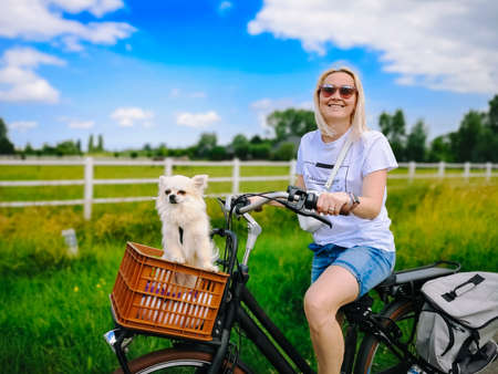 Little Chihuahua dog riding on bike basket. Puppy traveling with woman on road in the dune area in Netherlands. Active summer travel day. Chihuahua sitting in basket on front of girls bicycle.の写真素材