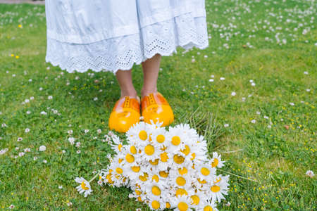 Bouquet beautiful white daisies in summer garden. Chamomiles in green grass. Women wearing in white dress and traditional dutch wooden shoes - yellow clogs (klompen) on background bouquet of flowersの写真素材